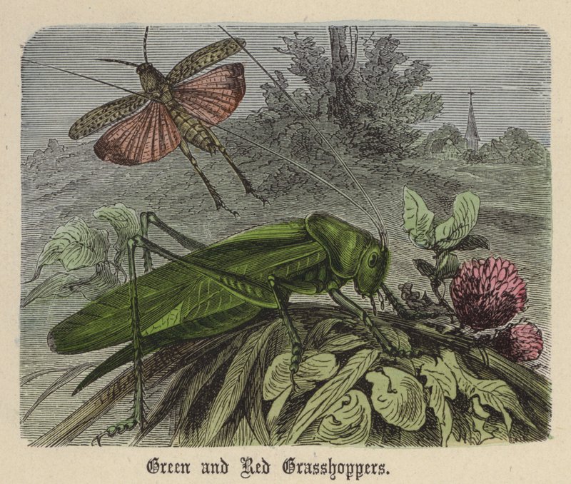 Zöld és piros szöcske (színes metszet) alkotó: Friedrich Specht