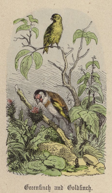 Zöldpinty és aranypinty (színes metszet) alkotó: Friedrich Specht