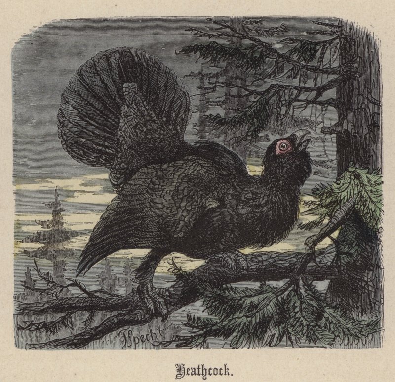 Heathcock (színes metszet) alkotó: Friedrich Specht