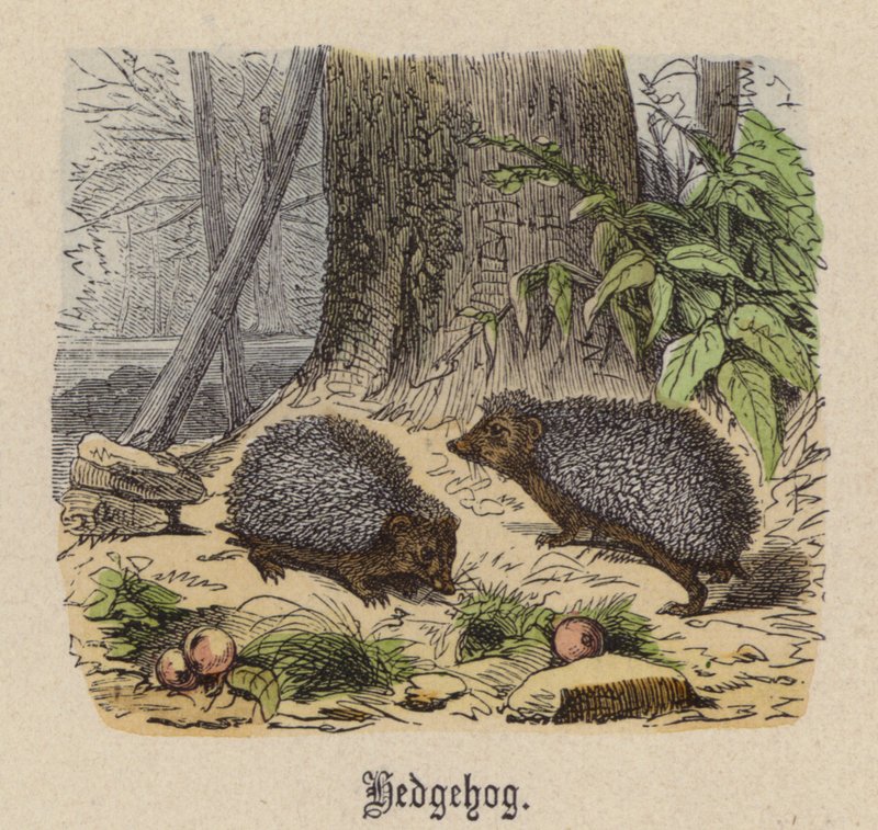 Sün (színes metszet) alkotó: Friedrich Specht
