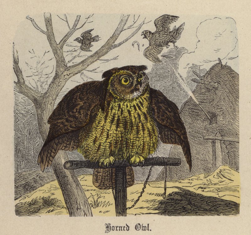 Szarvas bagoly (színes metszet) alkotó: Friedrich Specht