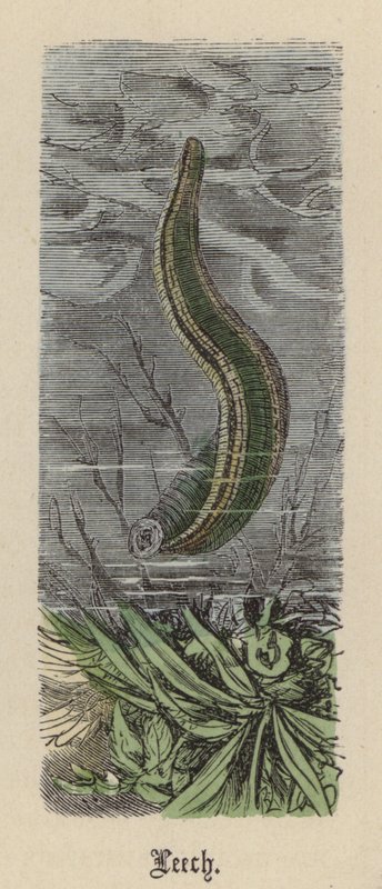 Pióca (színes metszet) alkotó: Friedrich Specht