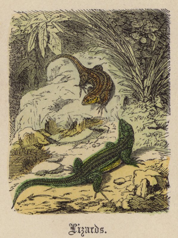 Gyíkok (színes metszet) alkotó: Friedrich Specht
