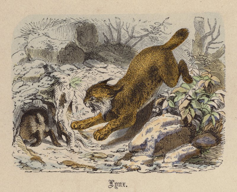 Lynx (színes metszet) alkotó: Friedrich Specht