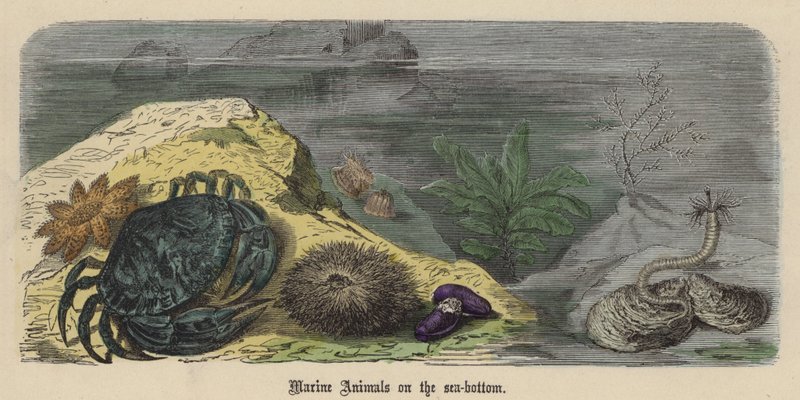 Tengeri állatok a tenger fenekén (színes metszet) alkotó: Friedrich Specht