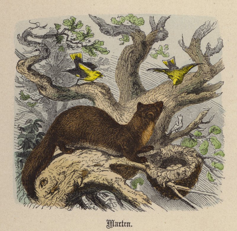 Marten (színes metszet) alkotó: Friedrich Specht