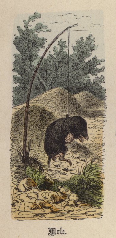 Vakond (színes metszet) alkotó: Friedrich Specht