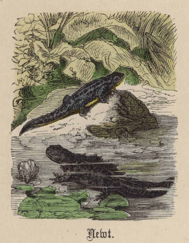 Newt (színes metszet) alkotó: Friedrich Specht