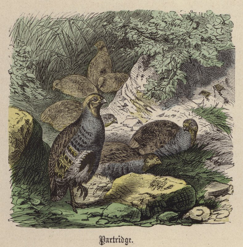 Partridge (színes metszet) alkotó: Friedrich Specht