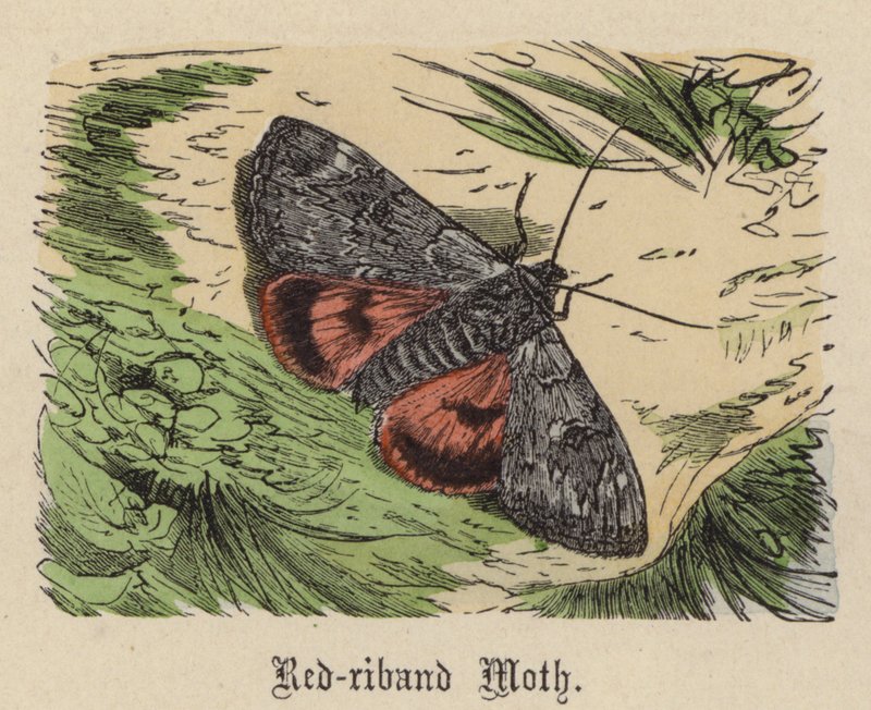 Piros szalagos moly (színes metszet) alkotó: Friedrich Specht
