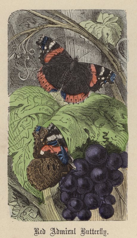 Red Admiral Butterfly (színes metszet) alkotó: Friedrich Specht