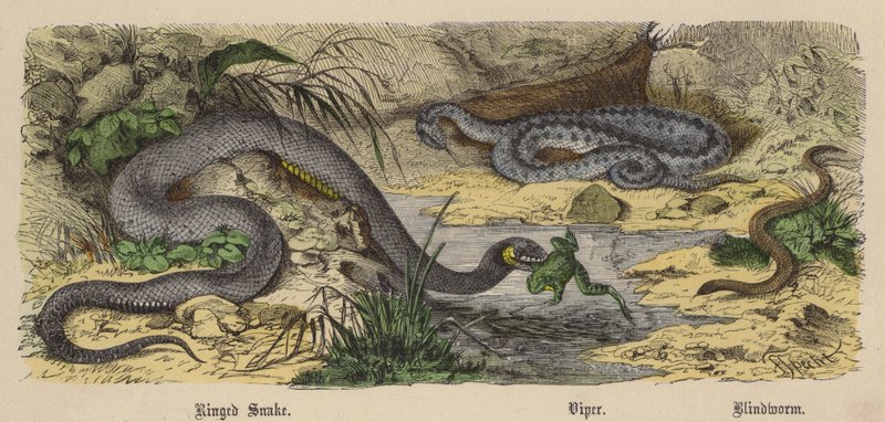 Gyűrűs kígyó, Vipera, Vakféreg (színes metszet) alkotó: Friedrich Specht