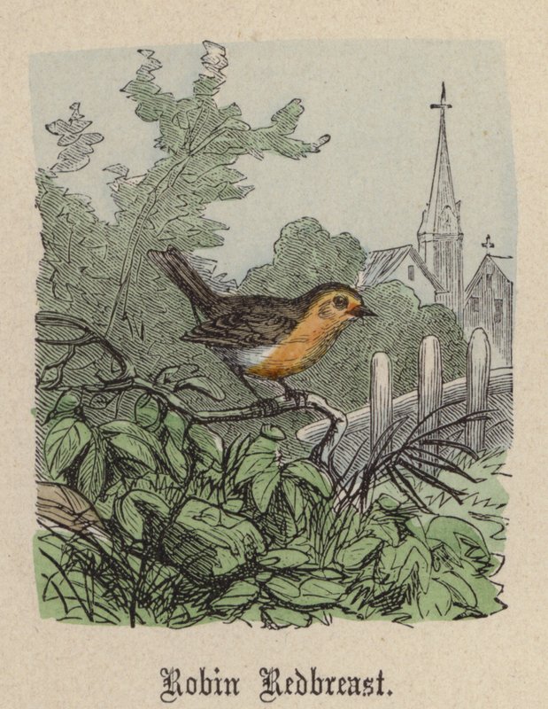 Robin Redbreast (színes metszet) alkotó: Friedrich Specht