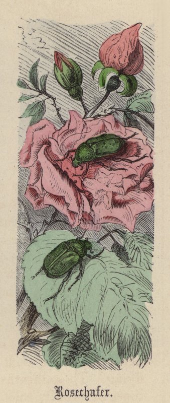Rosechafer (színes gravírozás) alkotó: Friedrich Specht