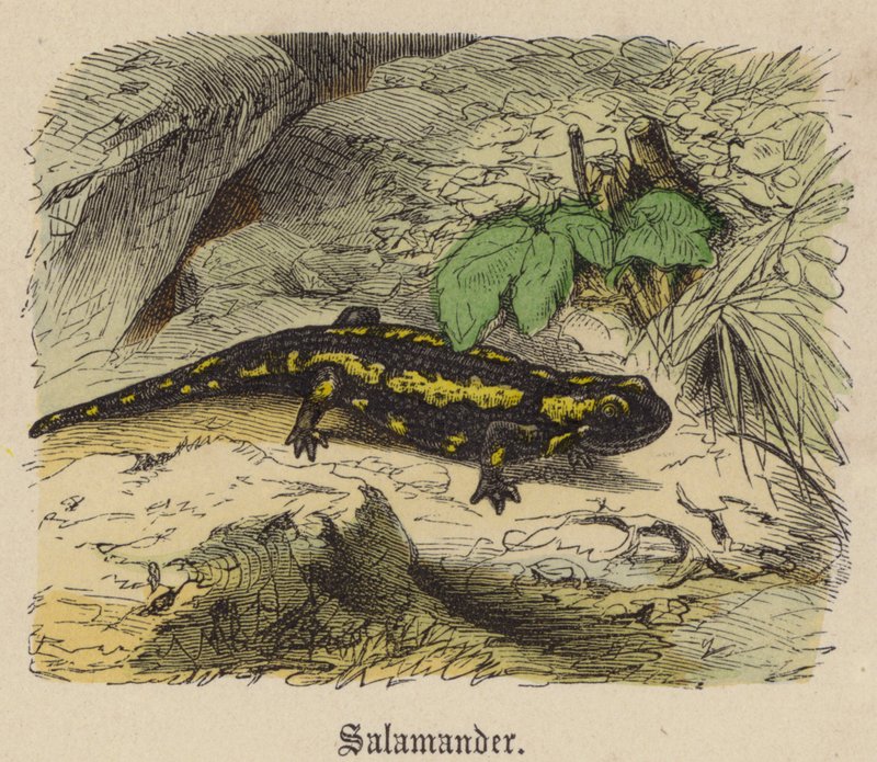 Szalamandra (színes metszet) alkotó: Friedrich Specht