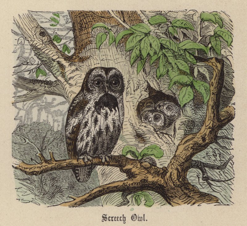 Screech Owl (színes metszet) alkotó: Friedrich Specht