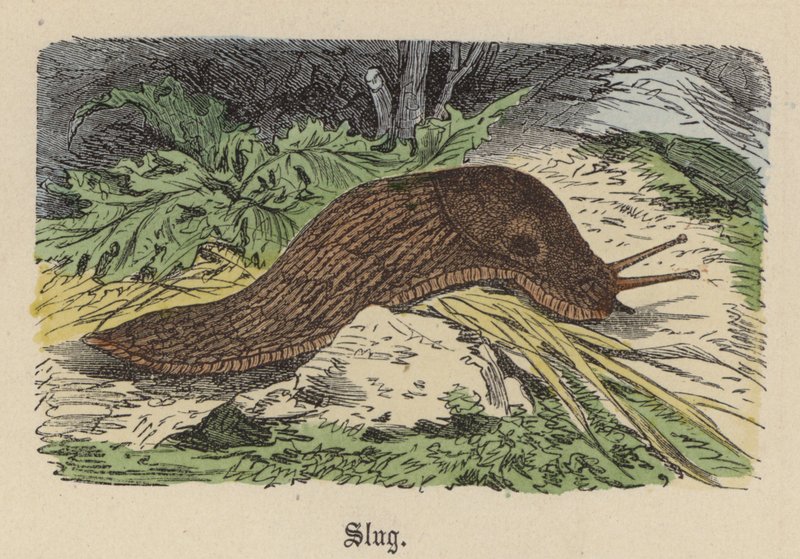 Slug (színes gravírozás) alkotó: Friedrich Specht