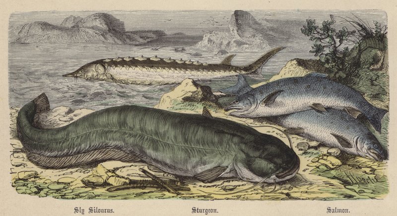Ravasz silourus, tokhal, lazac (színes metszet) alkotó: Friedrich Specht