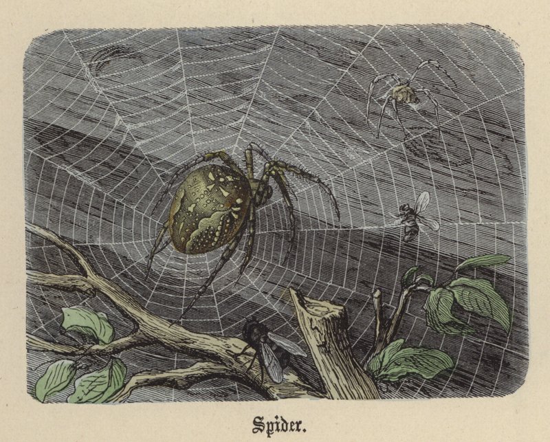 Pók (színes gravírozás) alkotó: Friedrich Specht