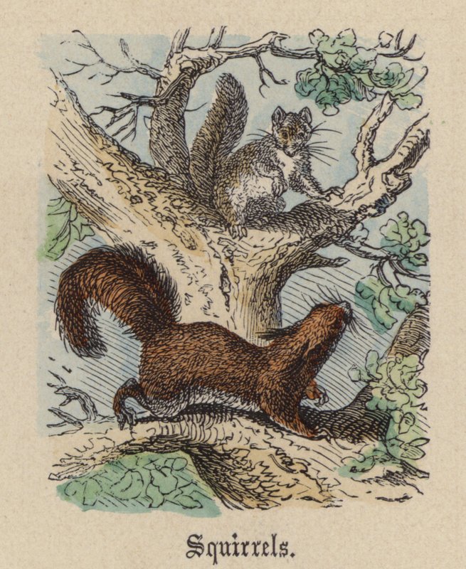 Squirrels (coloured engraving) alkotó: Friedrich Specht