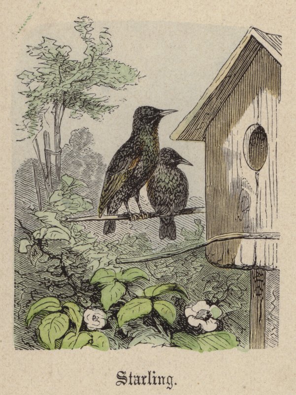 Starling (színes metszet) alkotó: Friedrich Specht