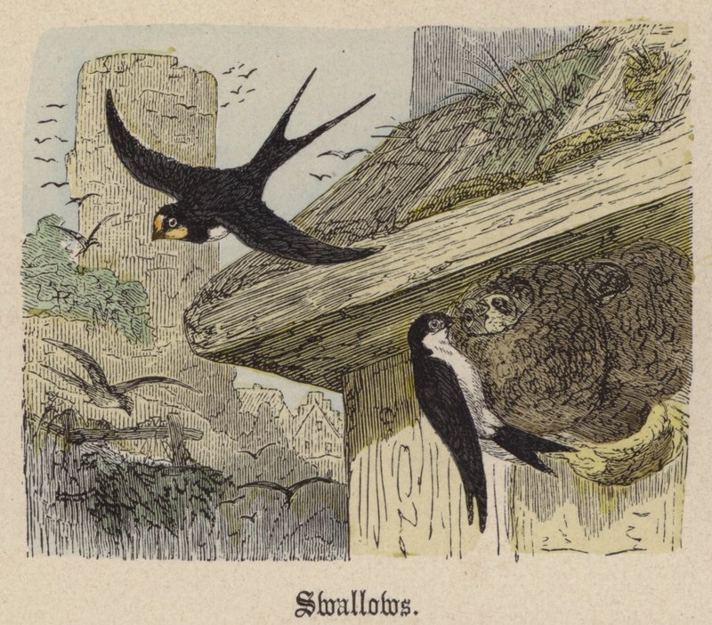 Fecskék (színes metszet) alkotó: Friedrich Specht