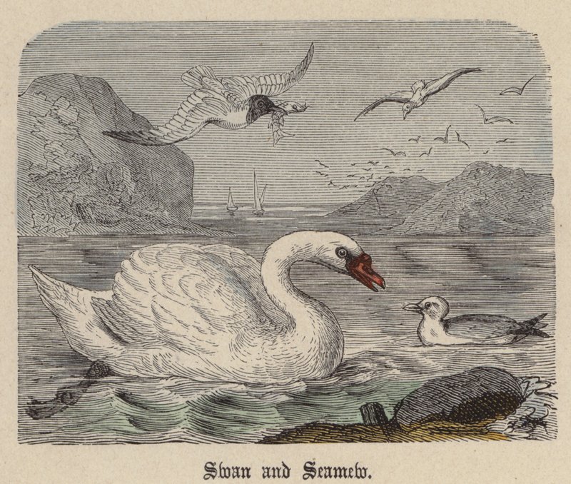 Swan and Seamew (színes metszet) alkotó: Friedrich Specht