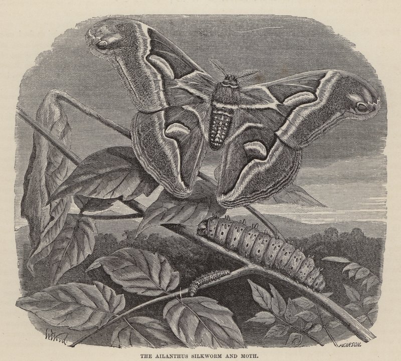 Az Ailanthus selyemhernyó és lepke (metszet) alkotó: Friedrich Specht