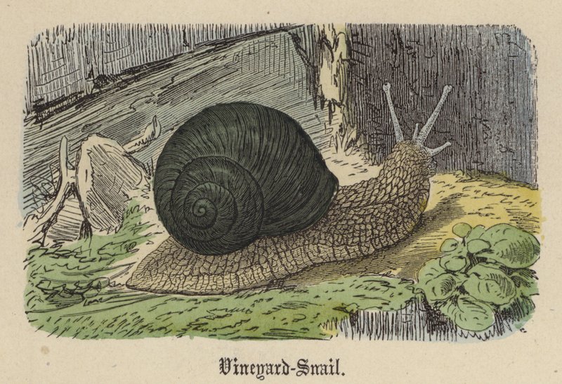 Vineyard-Snail (színes metszet) alkotó: Friedrich Specht