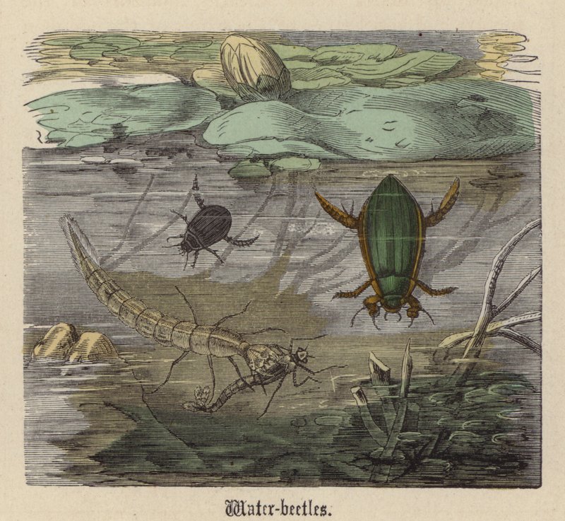 Vízibogarak (színes metszet) alkotó: Friedrich Specht