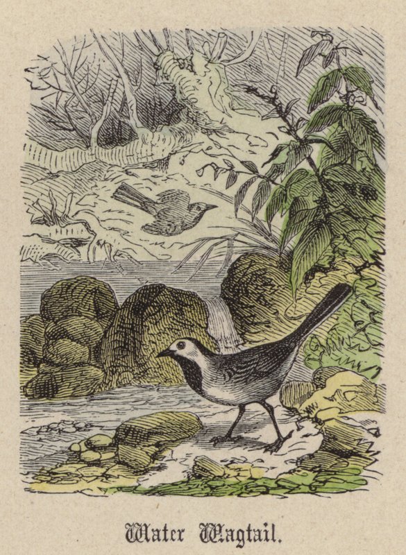 Water Wagtail (színes metszet) alkotó: Friedrich Specht