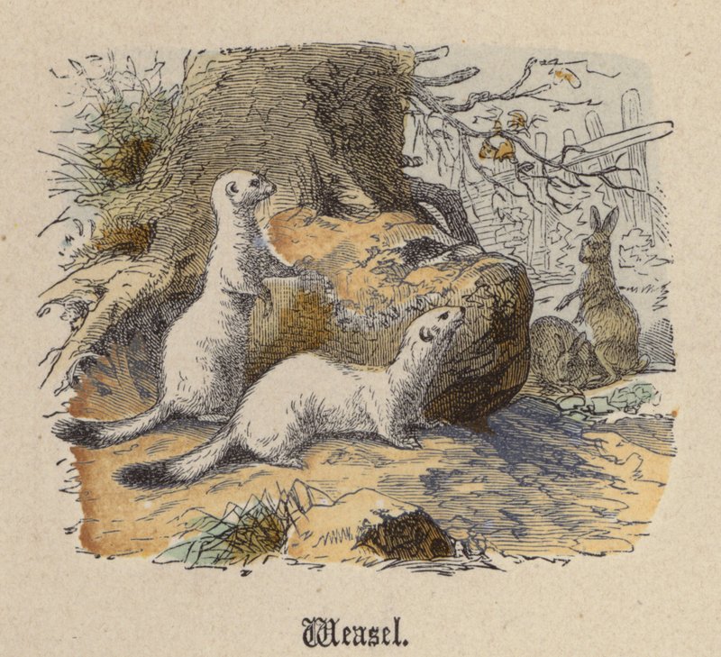 Menyét (színes metszet) alkotó: Friedrich Specht