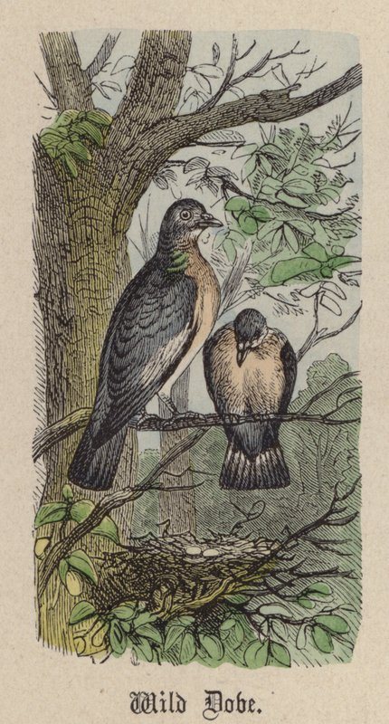 Vadgalamb (színes metszet) alkotó: Friedrich Specht