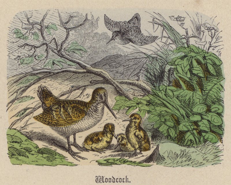 Fakakas (színes metszet) alkotó: Friedrich Specht