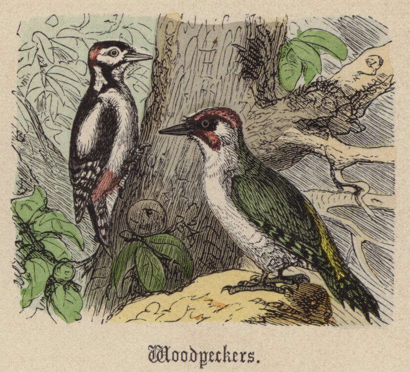 Harkályok (színes metszet) alkotó: Friedrich Specht