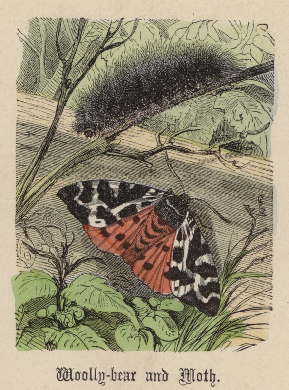 Gyapjasmedve és lepke (színes metszet) alkotó: Friedrich Specht