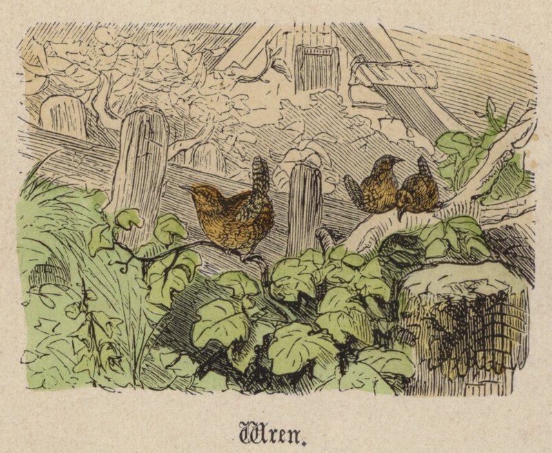 Wren (színes metszet) alkotó: Friedrich Specht