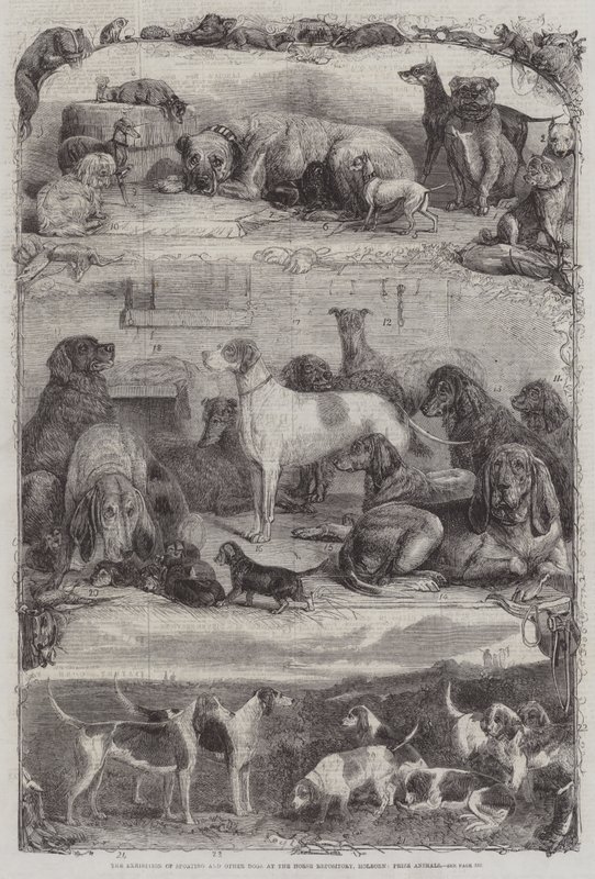 Sportkutyák és más kutyák kiállítása a Horse Repositoryban, Holborn, Prize Animals alkotó: Friedrich Wilhelm Keyl