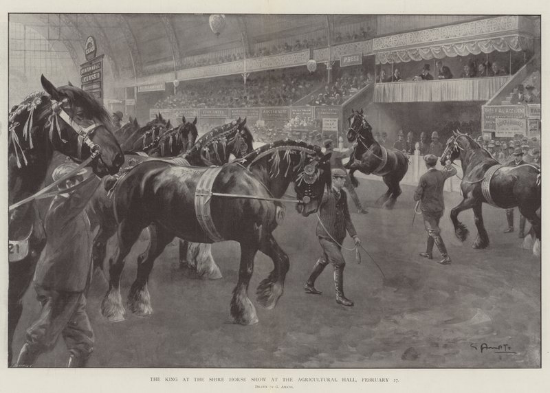 A király a Shire Horse Show-n a mezőgazdasági csarnokban, február 27-én alkotó: G.S. Amato