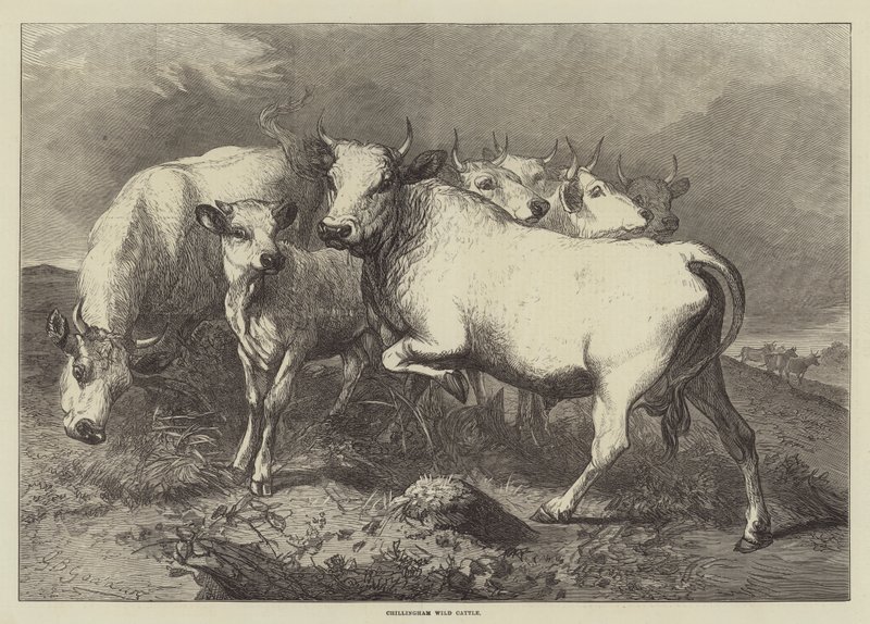 Chillingham vadmarha alkotó: George Bouverie Goddard