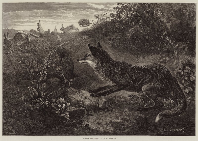 Gambols Disturbed alkotó: George Bouverie Goddard