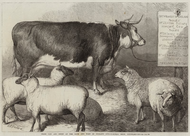 Díj tehén és juh a Bath and West of England Mezőgazdasági Kiállításon, Southamptonban alkotó: George Bouverie Goddard
