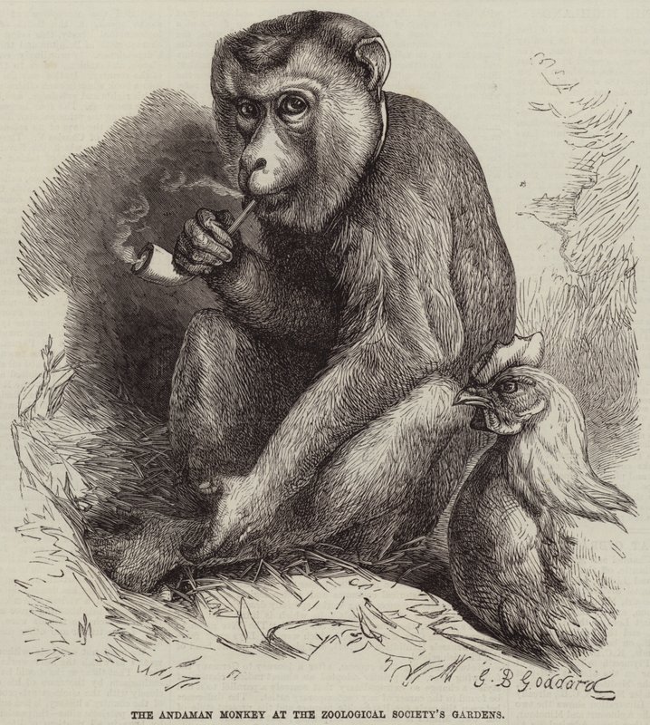 Az andamán majom a Zoológiai Társaság kertjében alkotó: George Bouverie Goddard