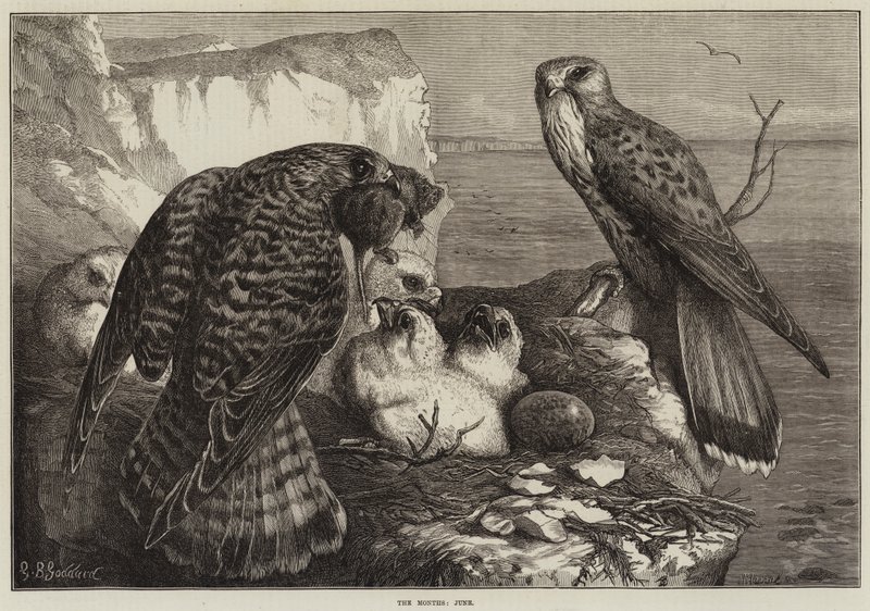 A hónapok, június alkotó: George Bouverie Goddard