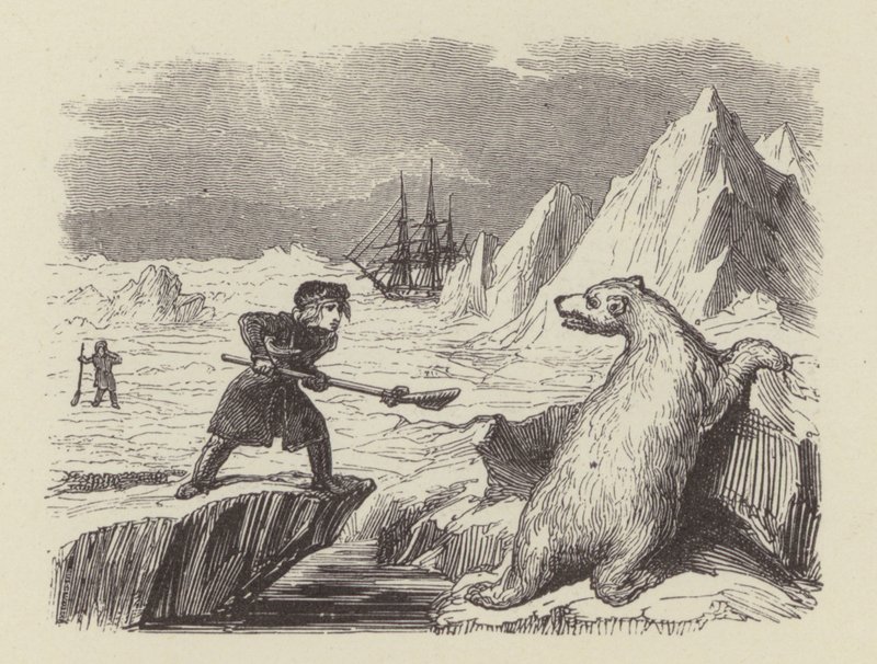 A fiatal Nelson megöl egy jegesmedvét (metszet) alkotó: George (after) Cruikshank