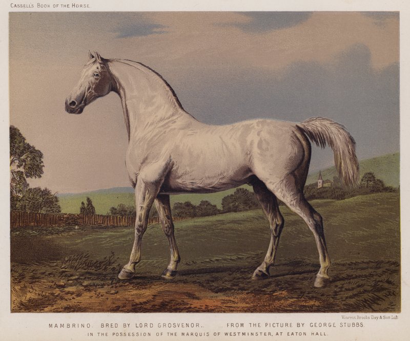 Nambrino, Lord Grosvenor tenyésztette, Westminster márki birtokában, az Eaton Hallban (színes litó) alkotó: George (after) Stubbs
