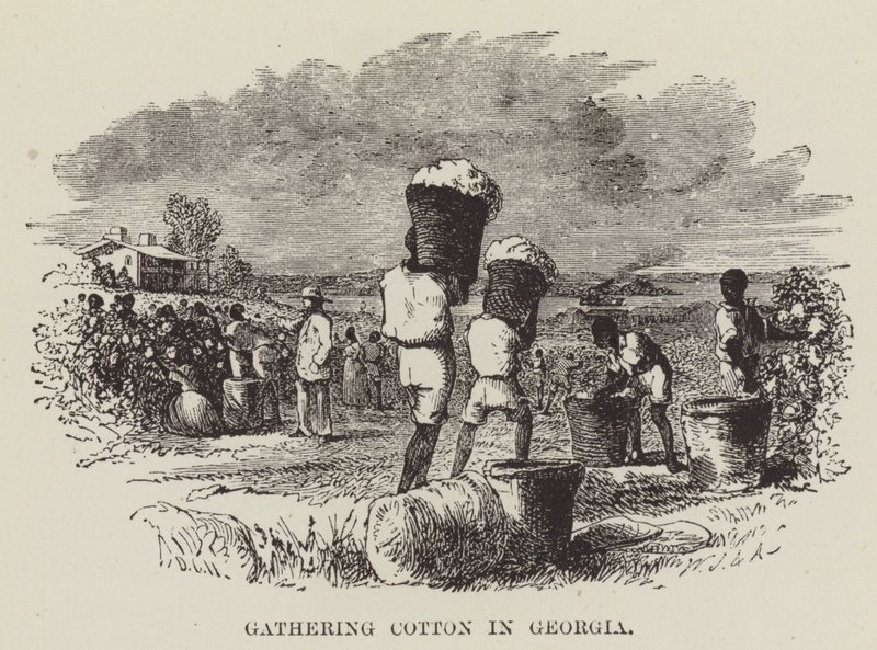 Cotton gyűjtése Georgiában alkotó: George Augustus Sala