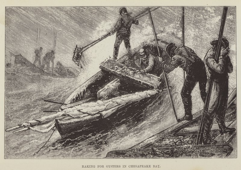 Osztriga gereblyézése a Chesapeake-öbölben alkotó: George Augustus Sala