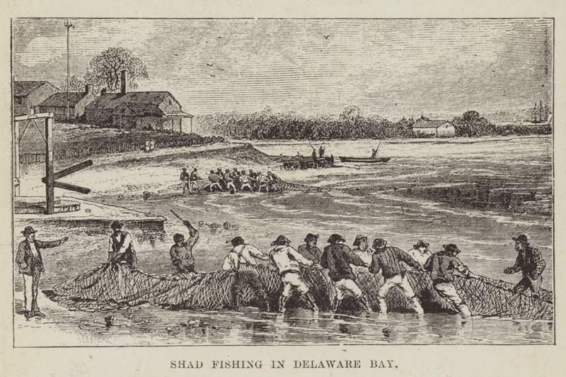 Shad Fishing a Delaware-öbölben alkotó: George Augustus Sala