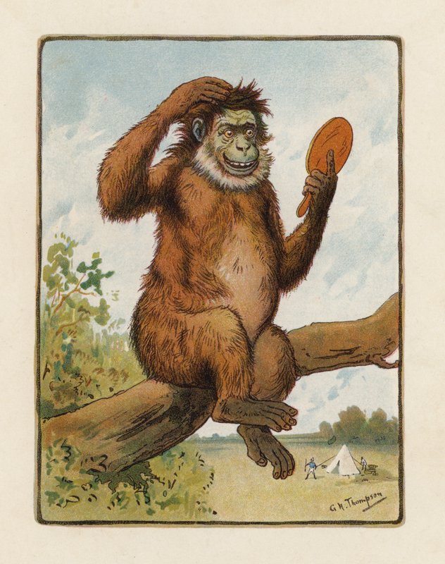 A majom (színes litográfia) alkotó: George Henry Thompson